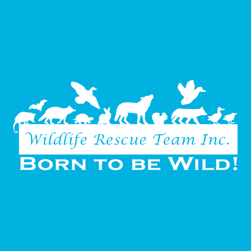 Gildan Softstyle CVC Tee -- Caribbean Mist