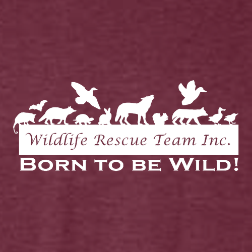 Gildan Softstyle CVC Tee -- Maroon Mist