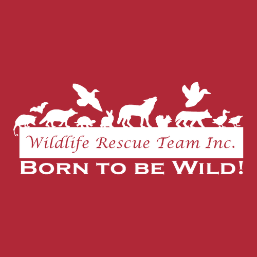 Gildan Heavy Cotton Longsleeve Basic Tee -- Red