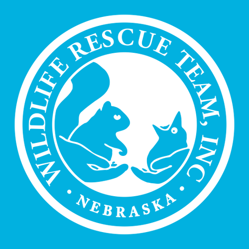 Gildan Softstyle CVC Tee -- Caribbean Mist