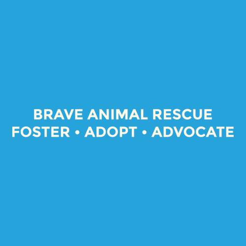 Embroidered Brave Tee -- Royal Caribe