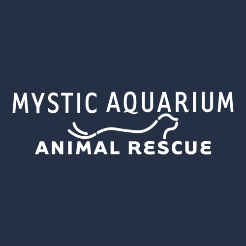 Mystic Aquarium -- Navy Hats