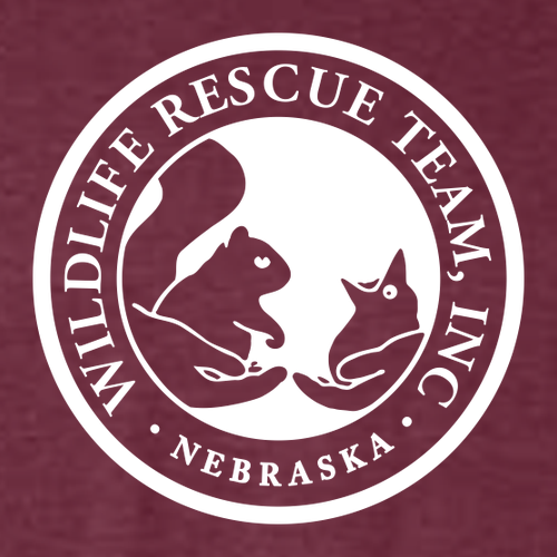 Gildan Softstyle CVC Tee -- Maroon Mist