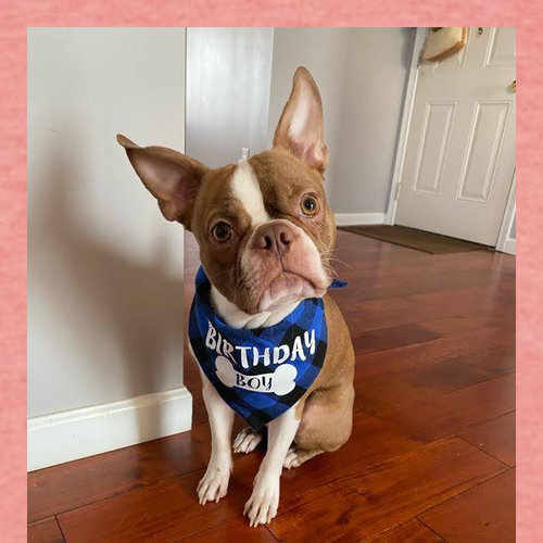 Gildan SoftStyle Fitted T-Shirt -- Heather Coral Silk