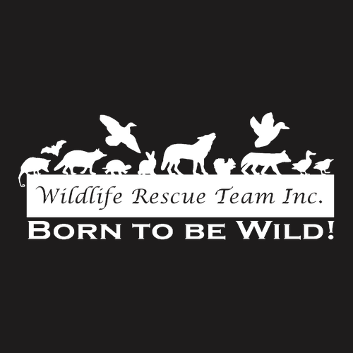 Hanes Perfect-T Ring Spun T-Shirt -- Black