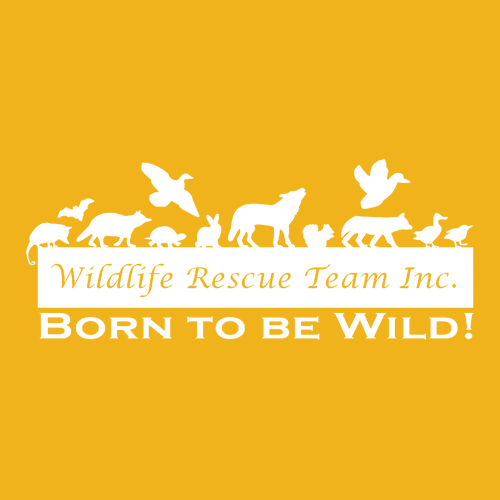 Gildan Heavy Cotton Longsleeve Basic Tee -- Gold