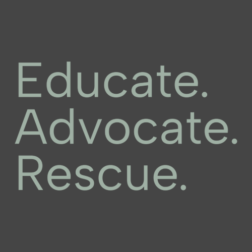 Comfort Color Lady's Heavyweight Boxy Tee -- Pepper