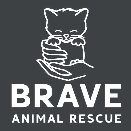 Brave Heavyweight Tee -- Graphite