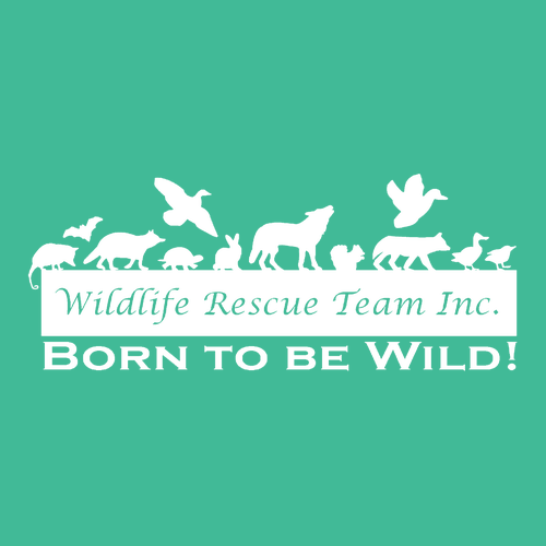 Gildan Softstyle CVC Tee -- Kelly Mist