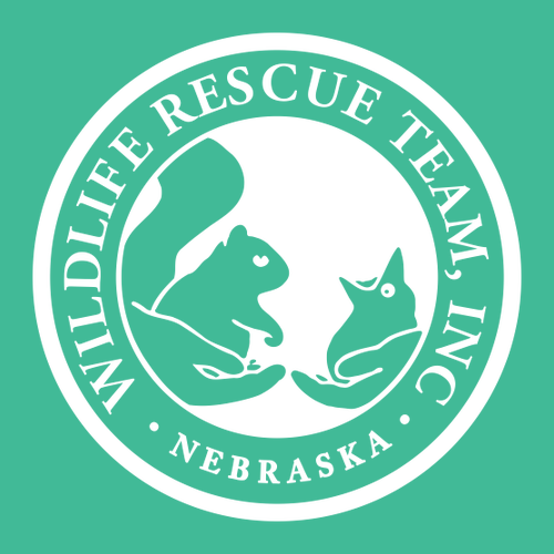 Gildan Softstyle CVC Tee -- Kelly Mist