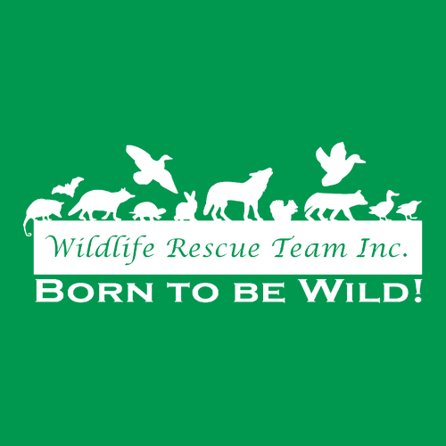 Gildan Heavy Cotton Longsleeve Basic T-Shirt -- Irish Green