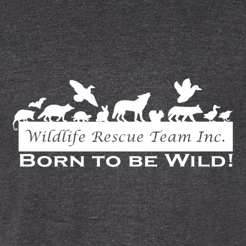 Gildan Softstyle CVC Tee -- Pitch Black Mist