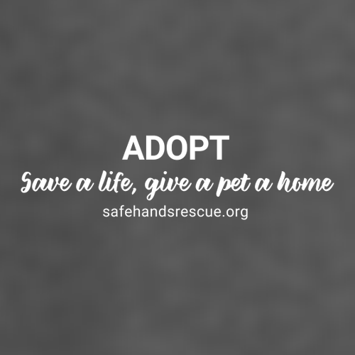 District Women's Featherweight French Terry Long Sleeve Crewneck Washed Coal: Novelty Design