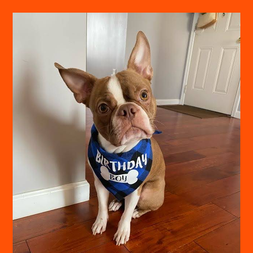 Gildan Ultra Cotton Longsleeve Basic T-Shirt -- Orange