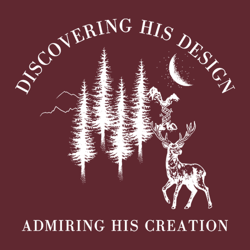 Cotton Basic T-Shirt Garnet