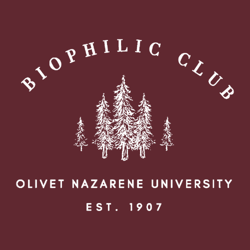 Cotton Basic T-Shirt Garnet